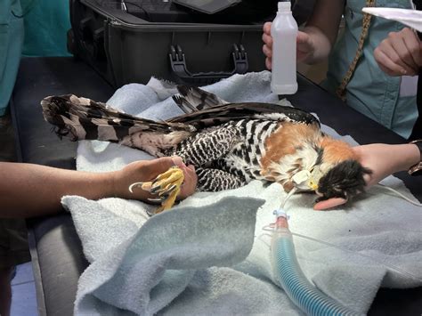 Zoo Medicine at the Belize Zoo | College of Veterinary Medicine