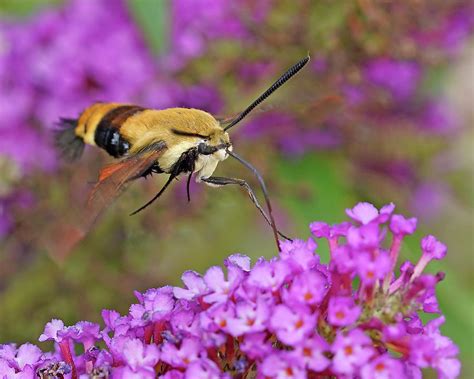 Clearwing Hummingbird Moth 1 Photograph By Mike Dickie Fine Art America