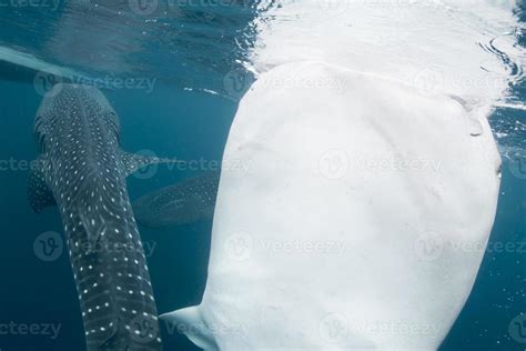 Whale Shark close up underwater portrait 20163391 Stock Photo at Vecteezy