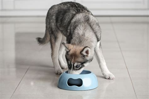 Meilleure alimentation pour le Husky Guide complet pour une diète