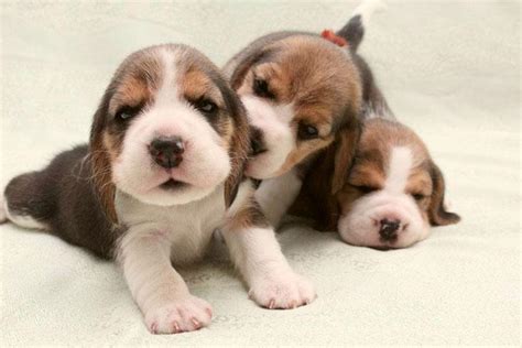 Unique Dog Names For A Girl Beagle - List With Meanings