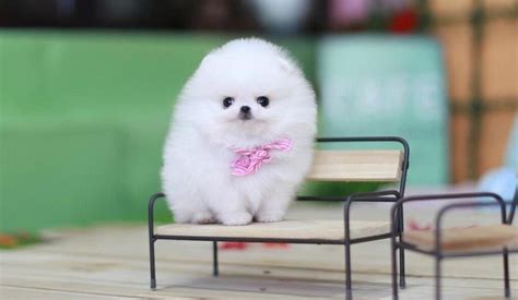 Teacup Pomeranian Breeders Victoria - Pets Lovers