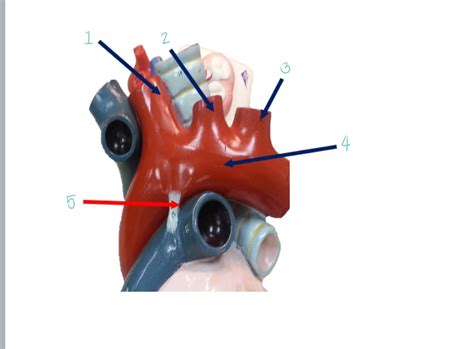 Anat Lab Exam Aortic Arch Diagram Quizlet