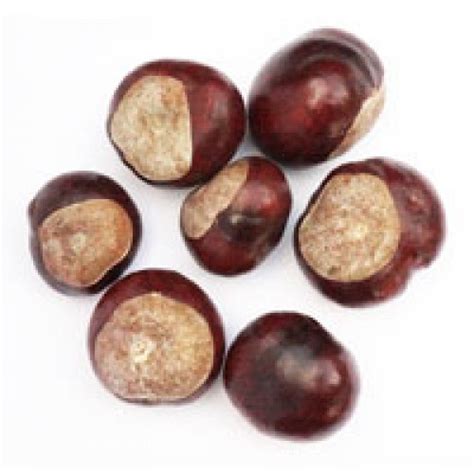 Куплю кінський каштан 2020 - Куплю плоды каштана конского — Agro-Ukraine