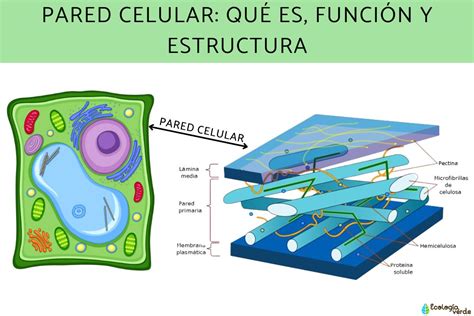 Pared Celular Que Es Caracteristicas Funciones Estructura – Themeloader