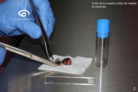 El Uso Del Microscopio En La Cl Nica Diaria I Diagn Stico Veterinario