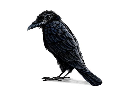 Nadine Colin - The ravencrow