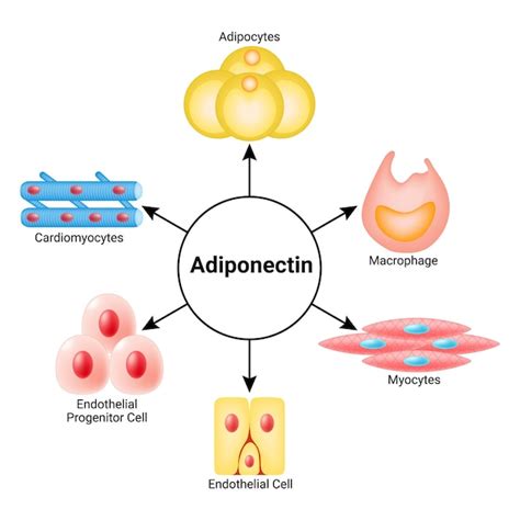 Premium Vector Adiponectin Adipocytes Macrophage Myocytes Endothelial