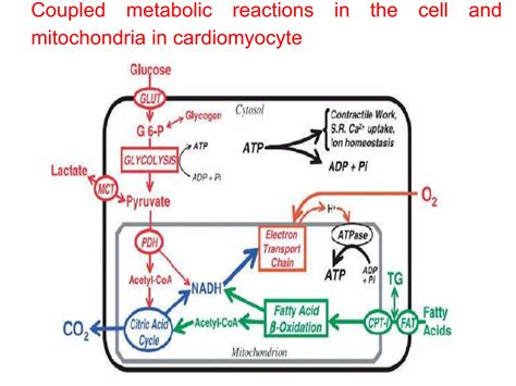 Cardiac Metabolismpptx