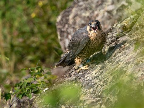 Peregrine Falcon Banding 2024 - Jill Beim Nature & Conservation Photography
