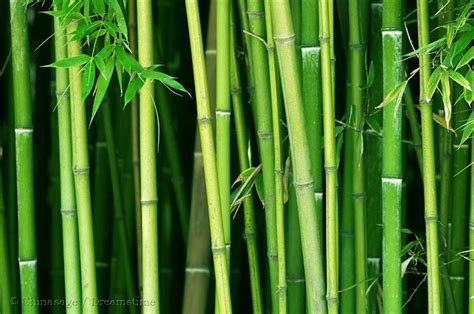 Is Bamboo Important In China Thecubanrevolution