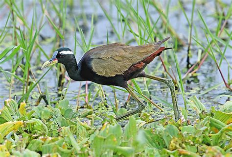 Bronze Winged Jacana Wader Quest