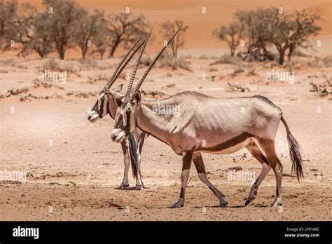 Gemsbok In The Namib Desert Hi Res Stock Photography And Images Alamy