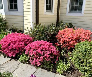 Azalea diseases: expert tips for spotting and solving issues | Homes ...