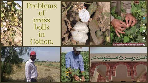 Cotton Pollination Pbg Pollinations Cropreformer Youtube