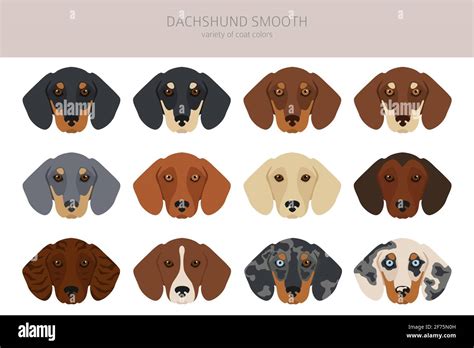 Dachshund Clipart De Pelo Corto Diferentes Poses Juego De Colores De