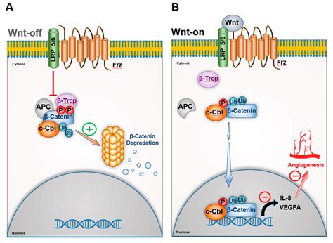 Cells Free Full Text C Cbl An Important Regulator And A Target In