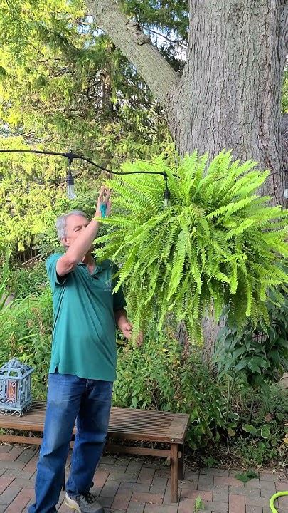 Boston Fern Winter Care Short Youtube