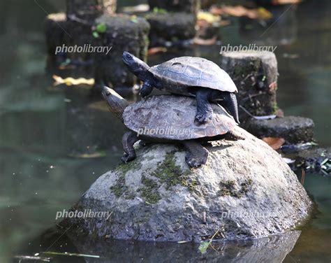 photolibrary