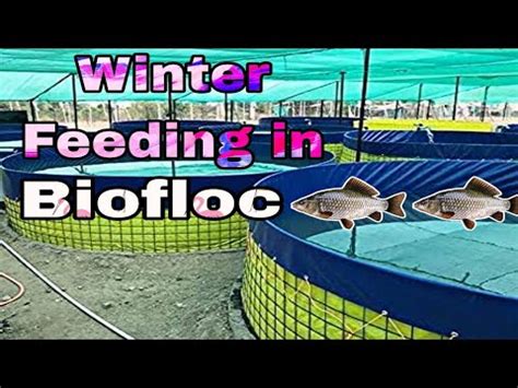 Winter Feeding In Biofloc Tanks Feeding Of Fishes In Winters