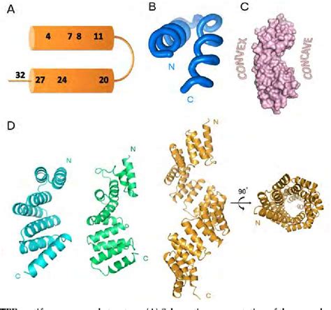 Figure 1 from The TPR Motif as a Protein Interaction Module - A ... 