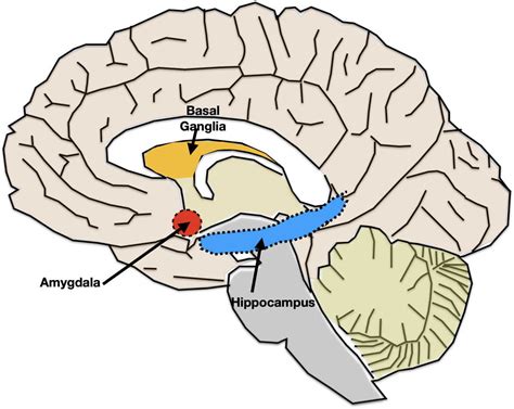 depression  neuroanatomy  depression nybys nerdy neuroscience