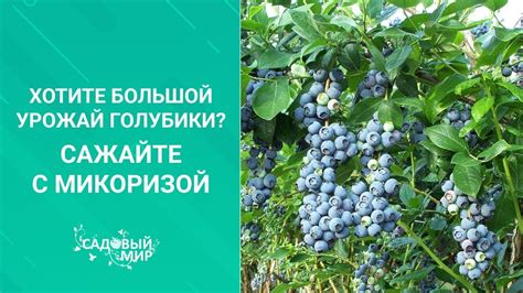 Зачем голубике микориза. Секрет успешного выращивания ягоды ...