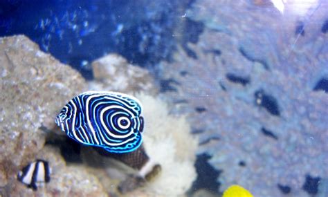 Saltwater Angelfish Species