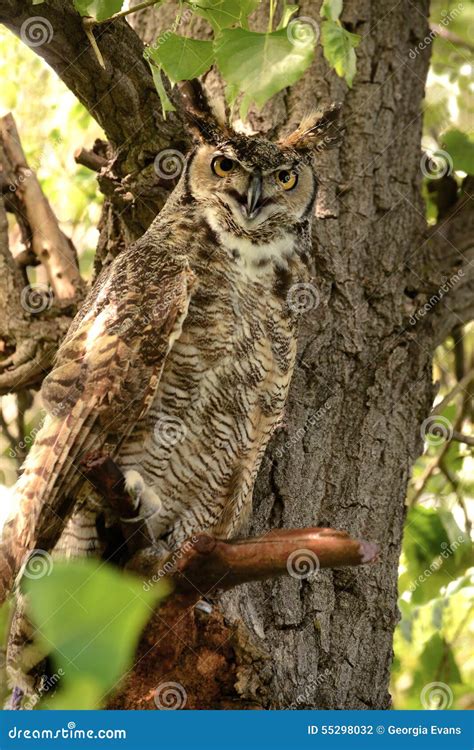 Great Horned Owl Sitting On Cottonwood Tree Branch Stock Photo Image