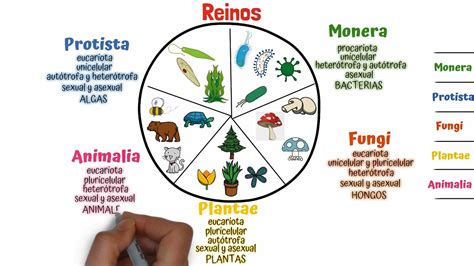 Clasificación De Los Seres Vivos Taxonomía Youtube