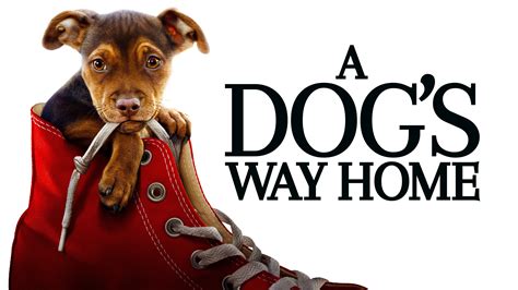 Watch A Dog's Way Home (2019) Full Movie Online - Plex