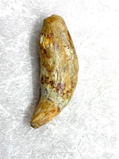 Cave Bear Canine #Cbc4