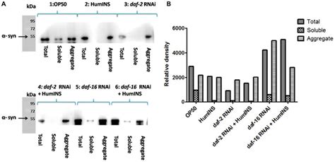 Western Blot Analysis Of The Level Syn Aggregation A Western Blot