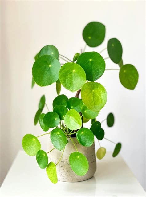 La Planta Que Debes Colocar En La Entrada De Tu Casa Para Atraer El Amor