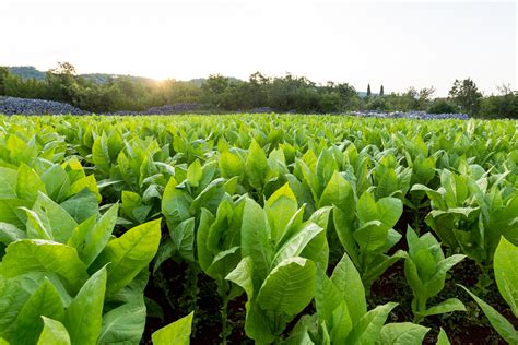 tobacco field | H & H Fireworks