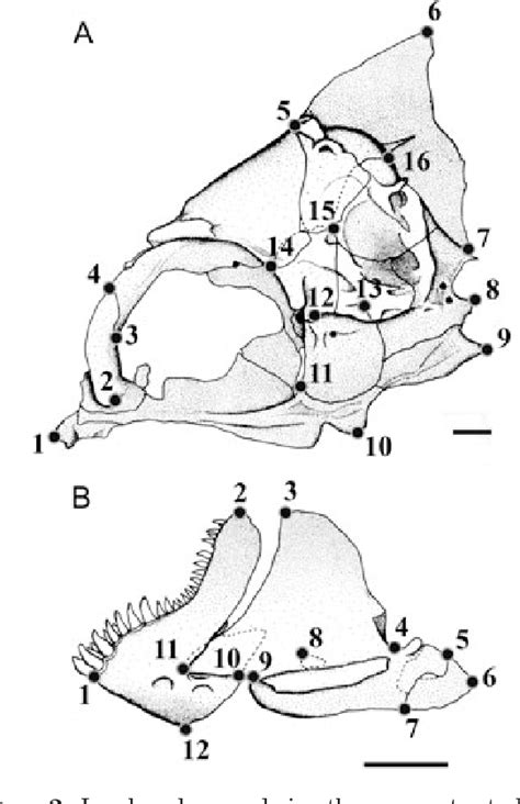 Figure 1 From Evolution Of Ontogenetic Allometry Shaping Giant Species