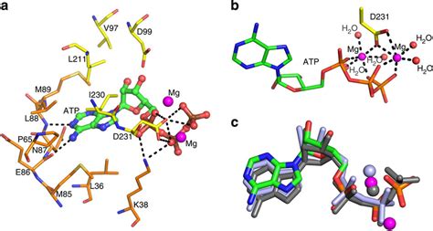 Nucleotide Binding By EhIP6KA A ATP Is Depicted As A Stick And Ball