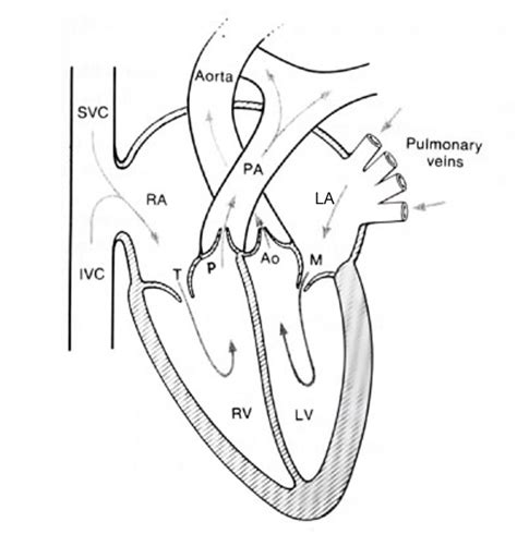 Blood flow circulation through heart chambers, valves, arteries, and ...