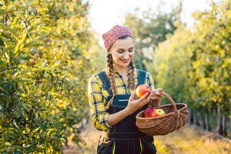 Mujer Del Granjero De Fruta Que Cosecha Manzanas En Su Cesta Foto De