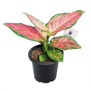 Aglaonema Lady Mm The Jungle Collective