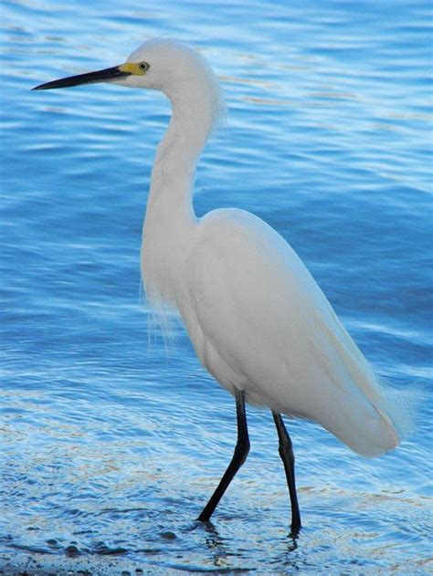 Snowy Egret Riverwalk I Was Photographing Trees By The Int Flickr