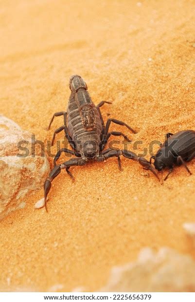 Black Scorpion Saudi Arabian Desert Stock Photo 2225656379 | Shutterstock