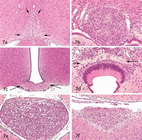 [PDF] Histology of the Central Nervous System | Semantic Scholar