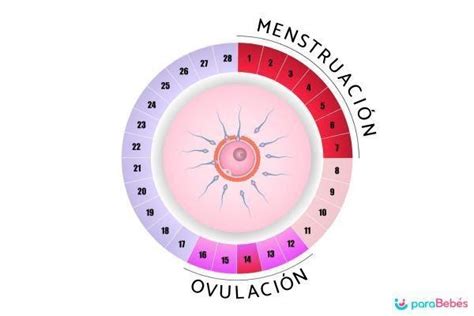 C Mo Saber Si Estoy Ovulando Los S Ntomas Y C Lculo