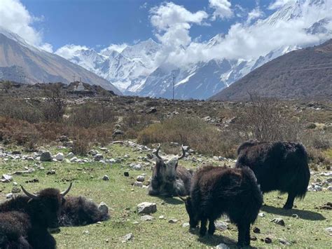 Langtang Valley Trek 10 Days Trip GetYourGuide