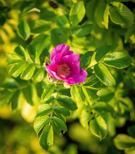 Flor Florecer Rosado Foto Gratis En Pixabay Pixabay