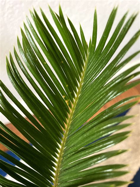 How To Deal With Common Sago Palm Pests Diseases