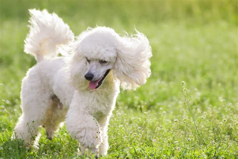 Raças Mais Fáceis De Treinar Veja Os 10 Cães Mais Obedientes Para