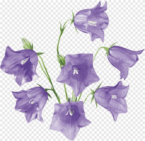 Колокольчики, колокольчик, фиолетовый, растение Стебель png | PNGEgg