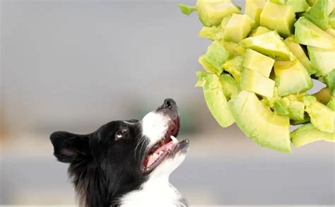 Can Dogs Eat Avocado? A Heart-Healthy Snack Or Cause For Concern?